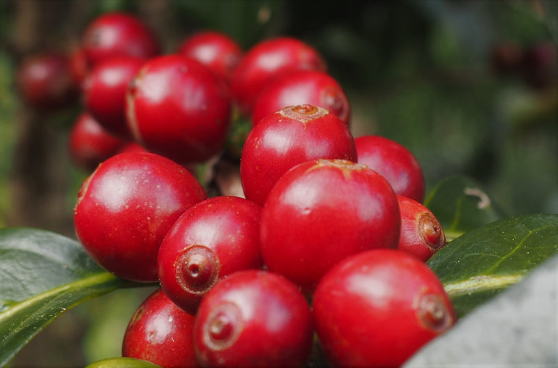 Colombia Huila Finca La Floresta Nohora Sepulveda De Zambrano Natural - *52384* - 27110 - 68.7 kg GrainPro Bags - SPOT RCWHSE