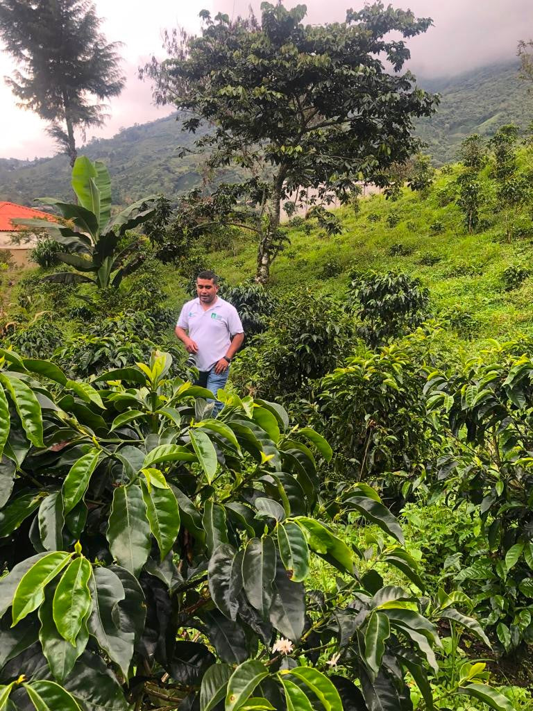 Colombia Huila Palo De Rosa Pink Bourbon - 29722 - 70.2 kg GrainPro Bags - SPOT RCWHSE