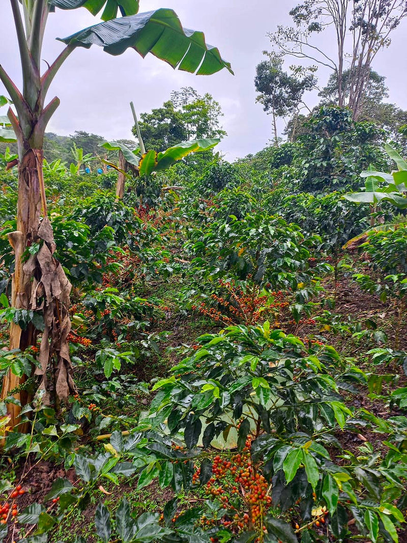 Colombia Huila Palo De Rosa Pink Bourbon - 29722 - 70.2 kg GrainPro Bags - SPOT RCWHSE