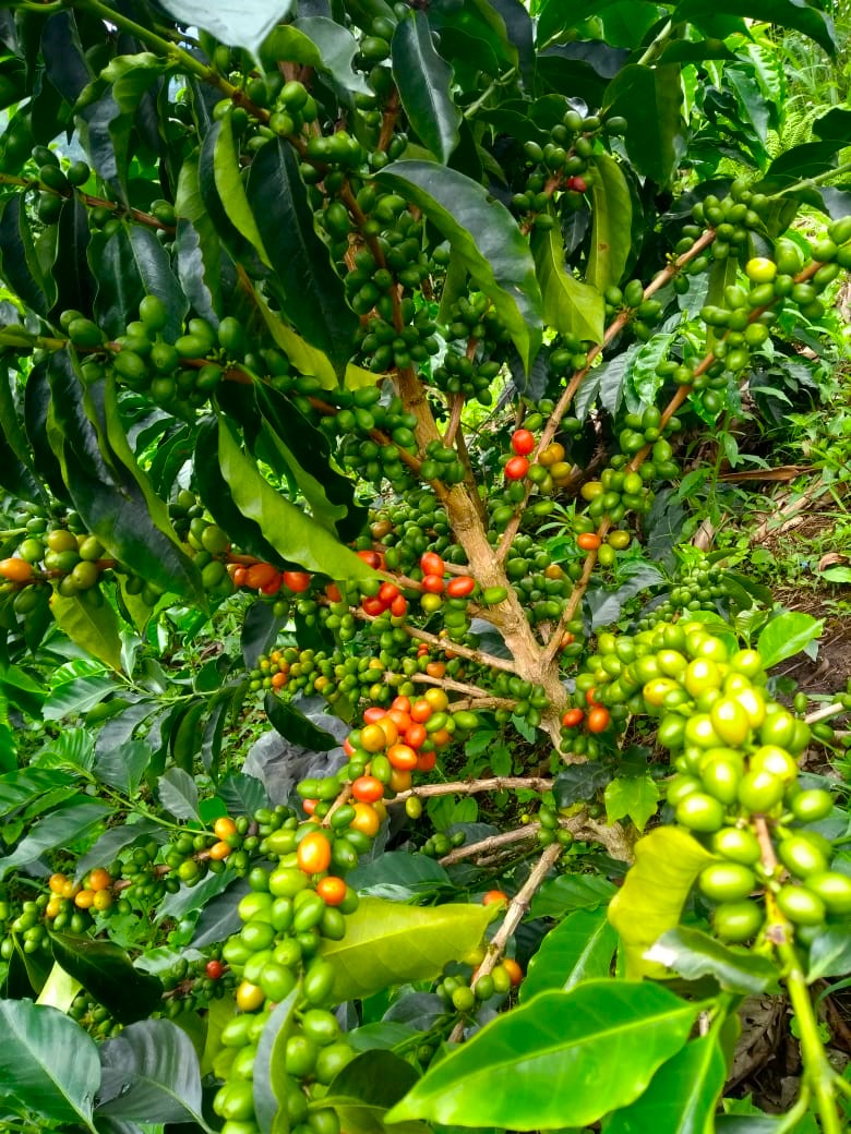 Colombia Huila Palo De Rosa Pink Bourbon - 32422 - 70.2 kg GrainPro Bags - SPOT RCWHSE