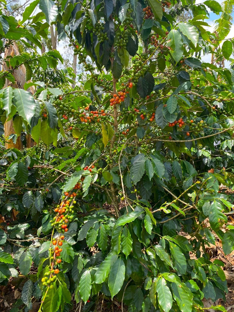 Colombia Huila Palo De Rosa Pink Bourbon - 29722 - 70.2 kg GrainPro Bags - SPOT RCWHSE