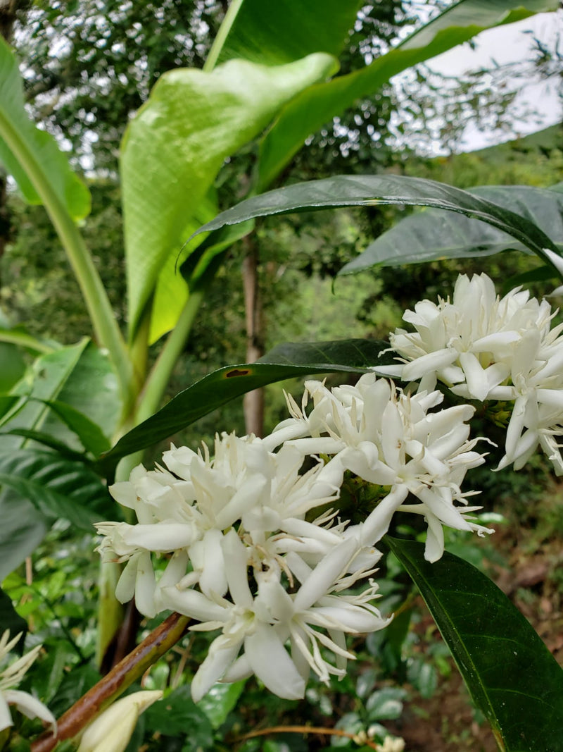 Colombia Huila Pink Bourbon Honey - 34630 - 35.0 kg GrainPro Bags - SPOT RCWHSE