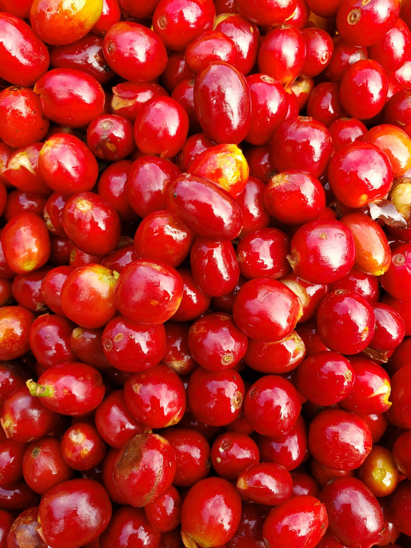 Colombia Huila Pink Bourbon Honey - 34630 - 35.0 kg GrainPro Bags - SPOT RCWHSE