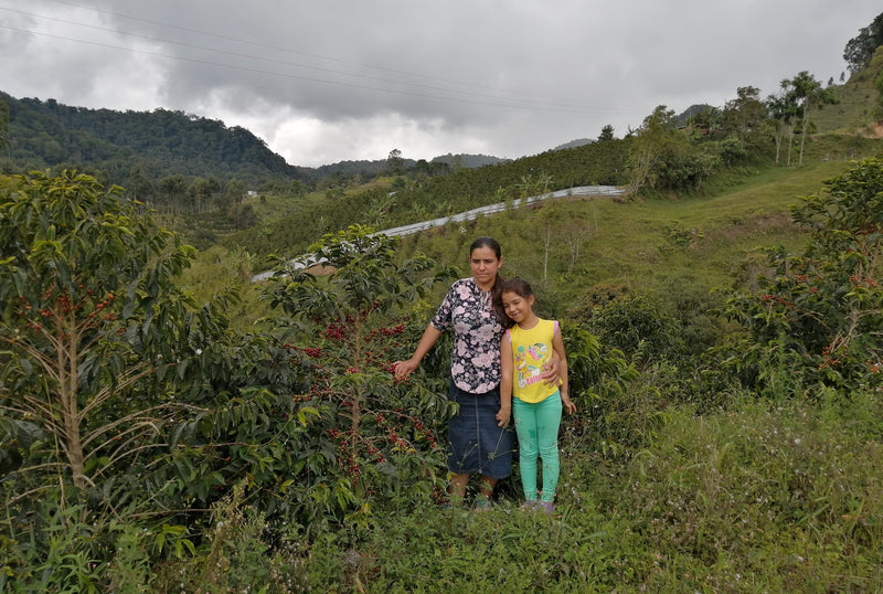 Colombia Huila Pink Bourbon Natural - 40778 - 30.1 kg GrainPro Bags - SPOT SEAFORTH