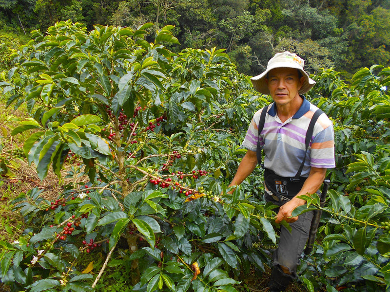 Colombia Huila Pitalito - 32963-2 - 70.1 kg GrainPro Bags - SPOT SEAFORTH