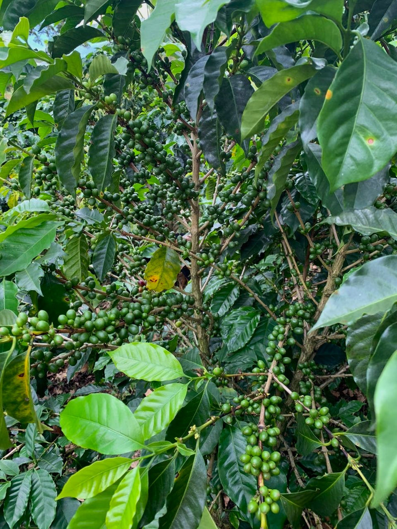 Royal Gem Colombia Huila Pitalito Carlos Fernando Red Bourbon Natural 50 Lb - 32129-2 - SPOT RCWHSE