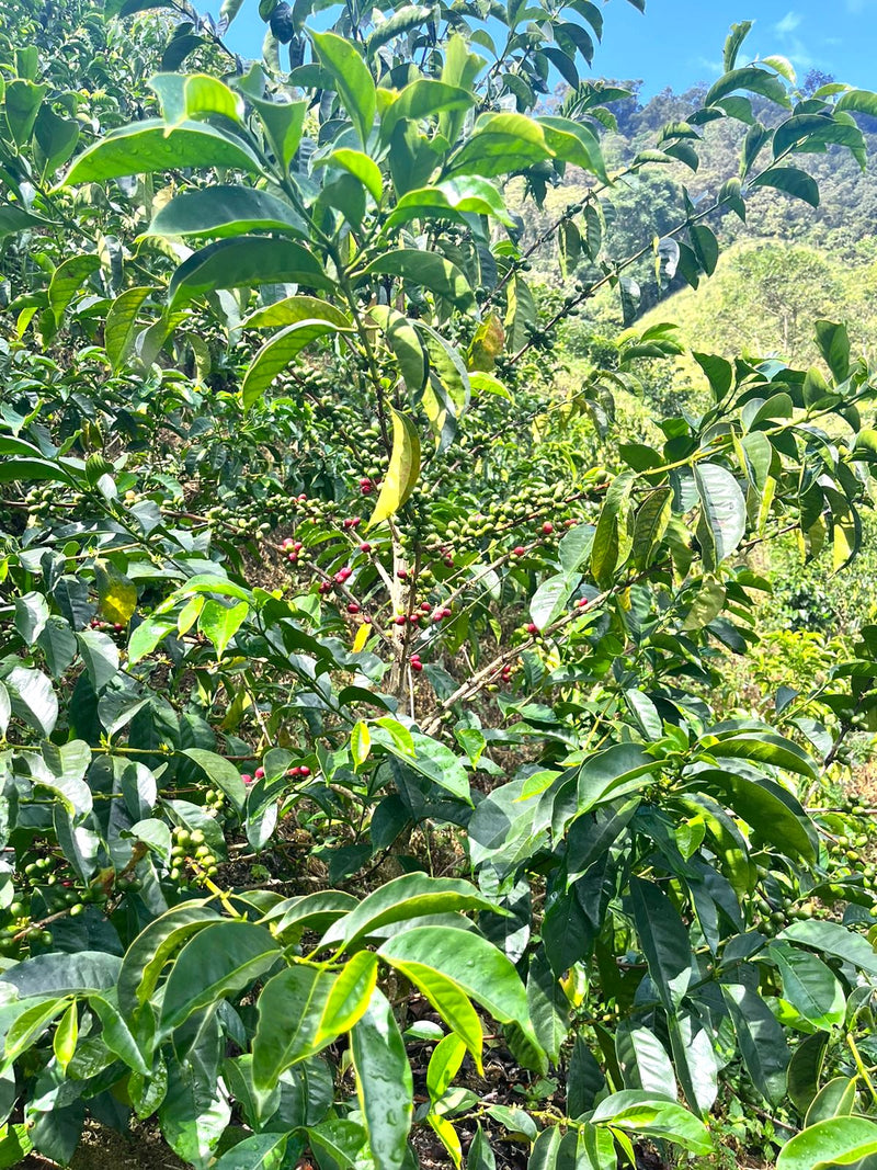 Colombia Huila Pitalito Carlos Fernando Red Bourbon Natural - 32129 - 70.0 kg GrainPro Bags - SPOT RCWHSE