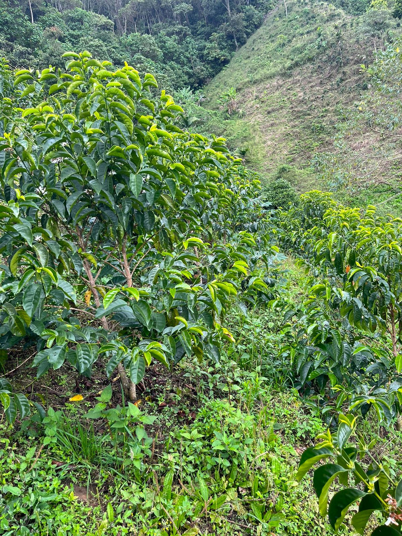 Colombia Huila Pitalito Carlos Fernando Red Bourbon Natural - 32129 - 70.0 kg GrainPro Bags - SPOT RCWHSE
