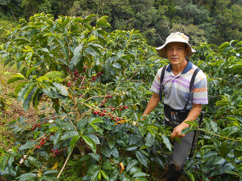 Colombia Huila Pitalito Castillo A - 41975 - GrainPro Bags - September 2026 Shipment - RCWHSE