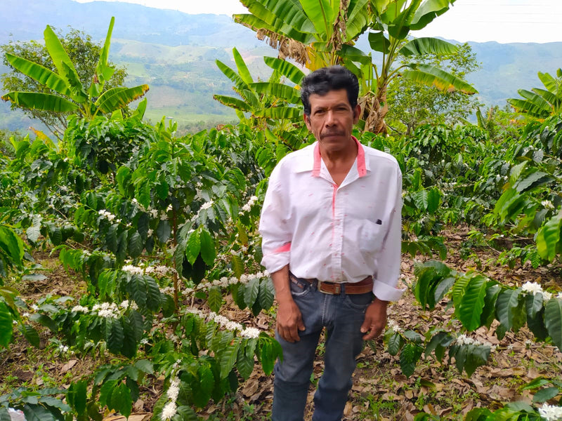 Colombia Huila Pitalito - 32963-2 - 70.1 kg GrainPro Bags - SPOT SEAFORTH
