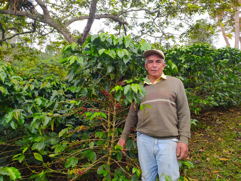 Colombia Huila Pitalito - 32963 - 70.1 kg GrainPro Bags - SPOT RCWHSE
