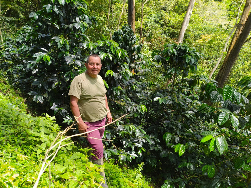 Colombia Huila Pitalito - 32963 - 70.1 kg GrainPro Bags - SPOT RCWHSE