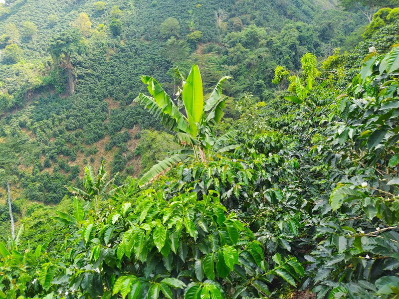Colombia Huila Opportunity - 38500 - 69.6 kg GrainPro Bags - SPOT RCWHSE
