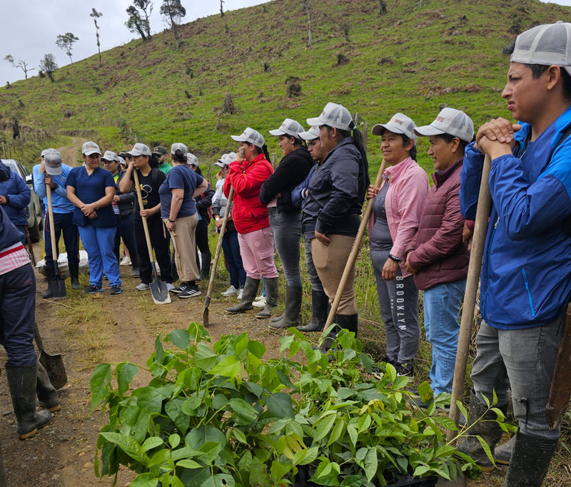 Colombia Huila Rio De Cafe - 38501 - 69.9 kg GrainPro Bags - SPOT RCWHSE