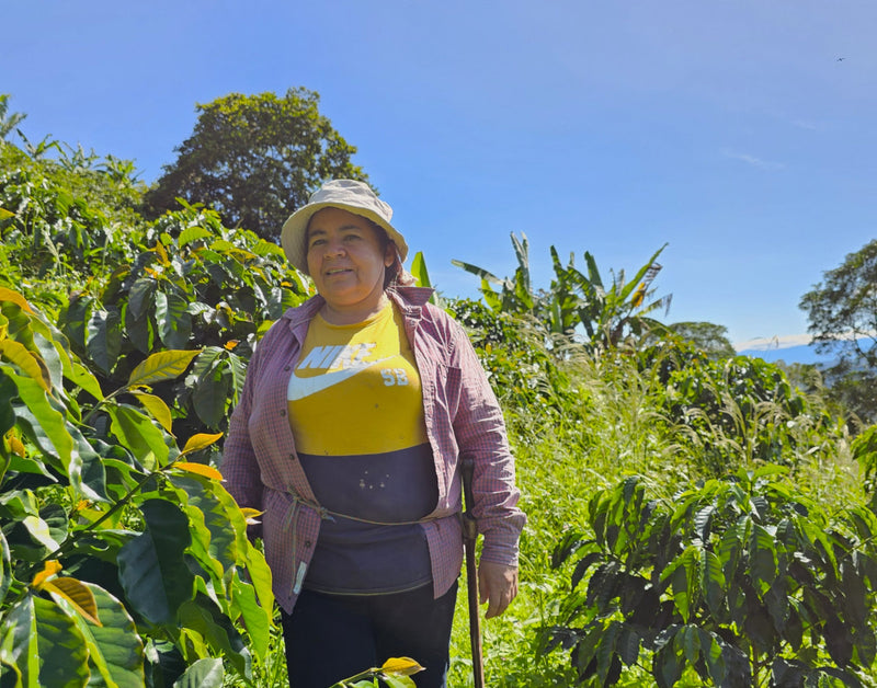 Colombia Huila Rio De Cafe - 38501-1 - 69.9 kg GrainPro Bags - SPOT COSEATAC
