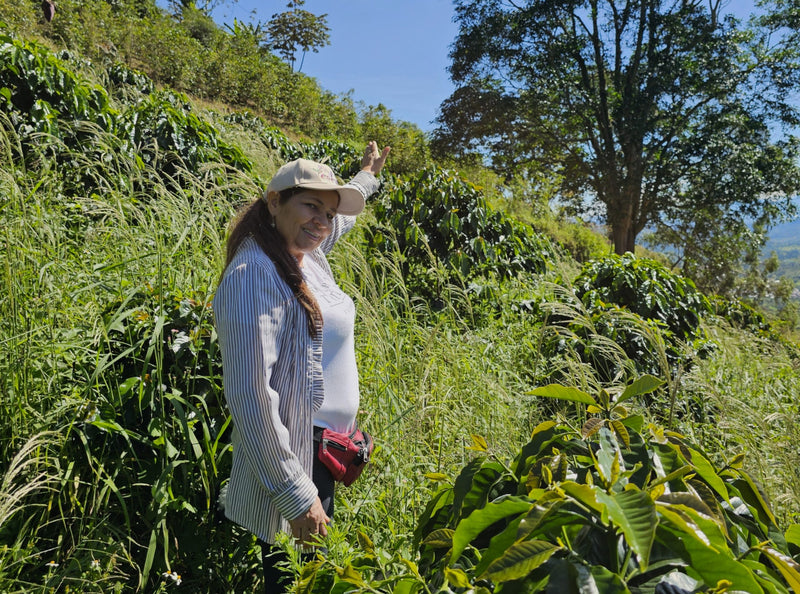Colombia Huila Rio De Cafe - 38501 - 69.9 kg GrainPro Bags - SPOT RCWHSE
