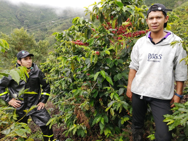 Colombia Huila Salado Blanco 36 Hour Fermentation Red Bourbon - *50483W* - 27784 - 70.2 kg GrainPro Bags - SPOT COSEATAC