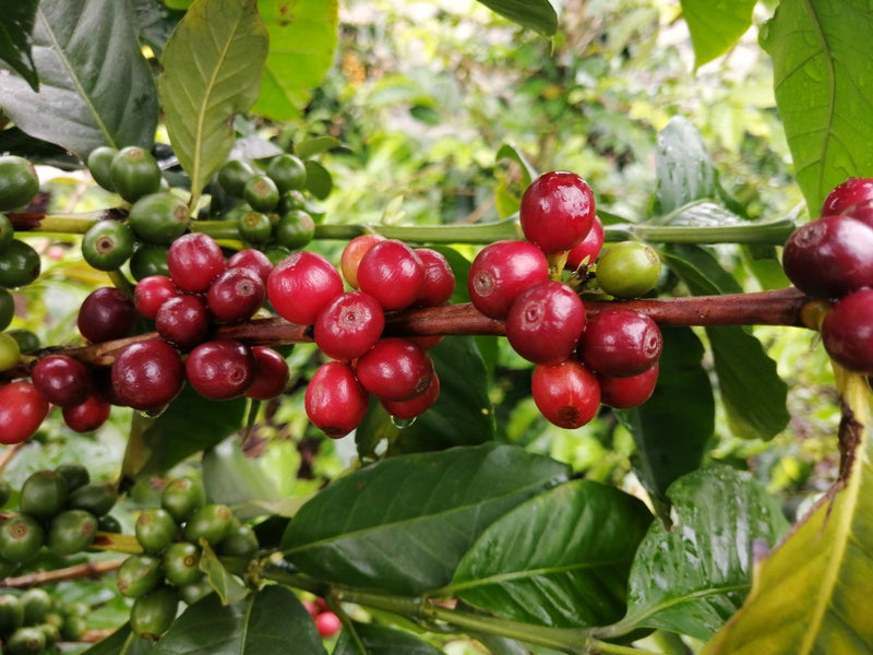 Colombia Huila Salado Blanco 36 Hour Fermentation Red Bourbon - *50483W* - 27784 - 70.2 kg GrainPro Bags - SPOT COSEATAC
