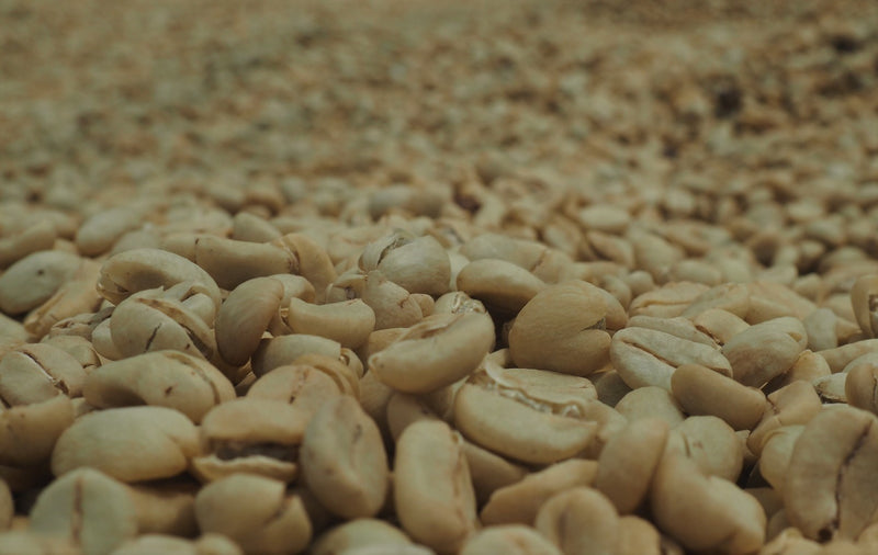 Colombia Huila Salado Blanco 36 Hour Fermentation Red Bourbon - *50483W* - 27784 - 70.2 kg GrainPro Bags - SPOT COSEATAC