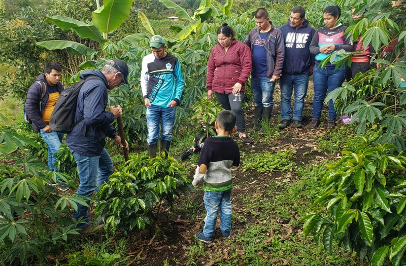 Colombia Huila Salado Blanco 78 Hour Fermentation - 29719 - 69.7 kg GrainPro Bags - SPOT RCWHSE