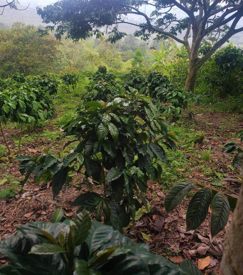 Colombia Huila Salado Blanco 78 Hour Fermentation - 29719 - 69.7 kg GrainPro Bags - SPOT RCWHSE