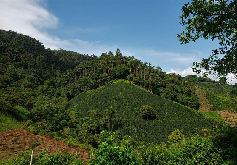 Colombia Huila Salado Blanco 78 Hour Fermentation - 29719 - 69.7 kg GrainPro Bags - SPOT RCWHSE
