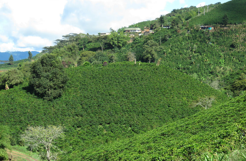 Colombia Huila San Adolfo A - *51427* - 24961 - GrainPro Bags - SPOT RCWHSE