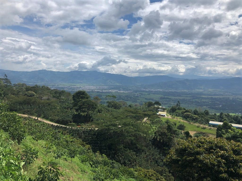 Colombia Huila San Agustin Los Naranjos - *52223* - 27781-2 - 69.9 kg GrainPro Bags - SPOT RCWHSE