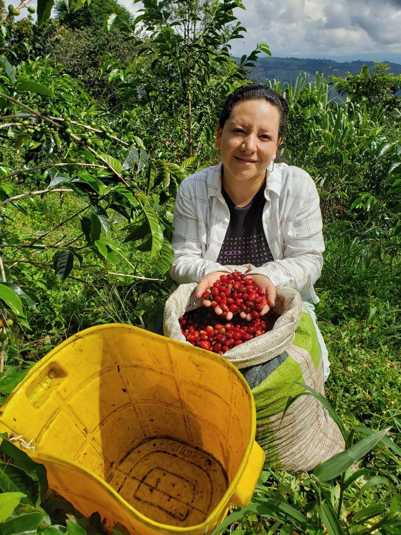 Crown Jewel Colombia Honey Gesha Familia Lasso Guevara Vereda Las Águilas - 36001-1 - SPOT RCWHSE