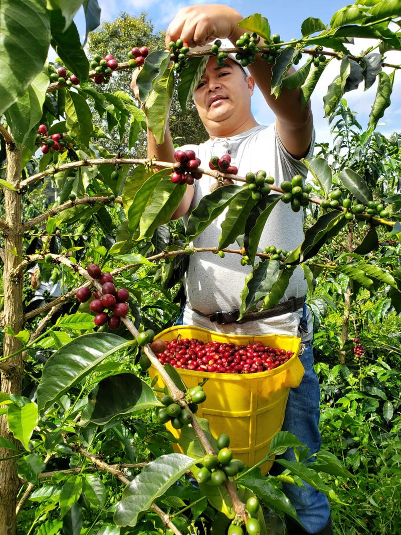 Crown Jewel Colombia Honey Gesha Familia Lasso Guevara Vereda Las Águilas - 36001-1 - SPOT RCWHSE