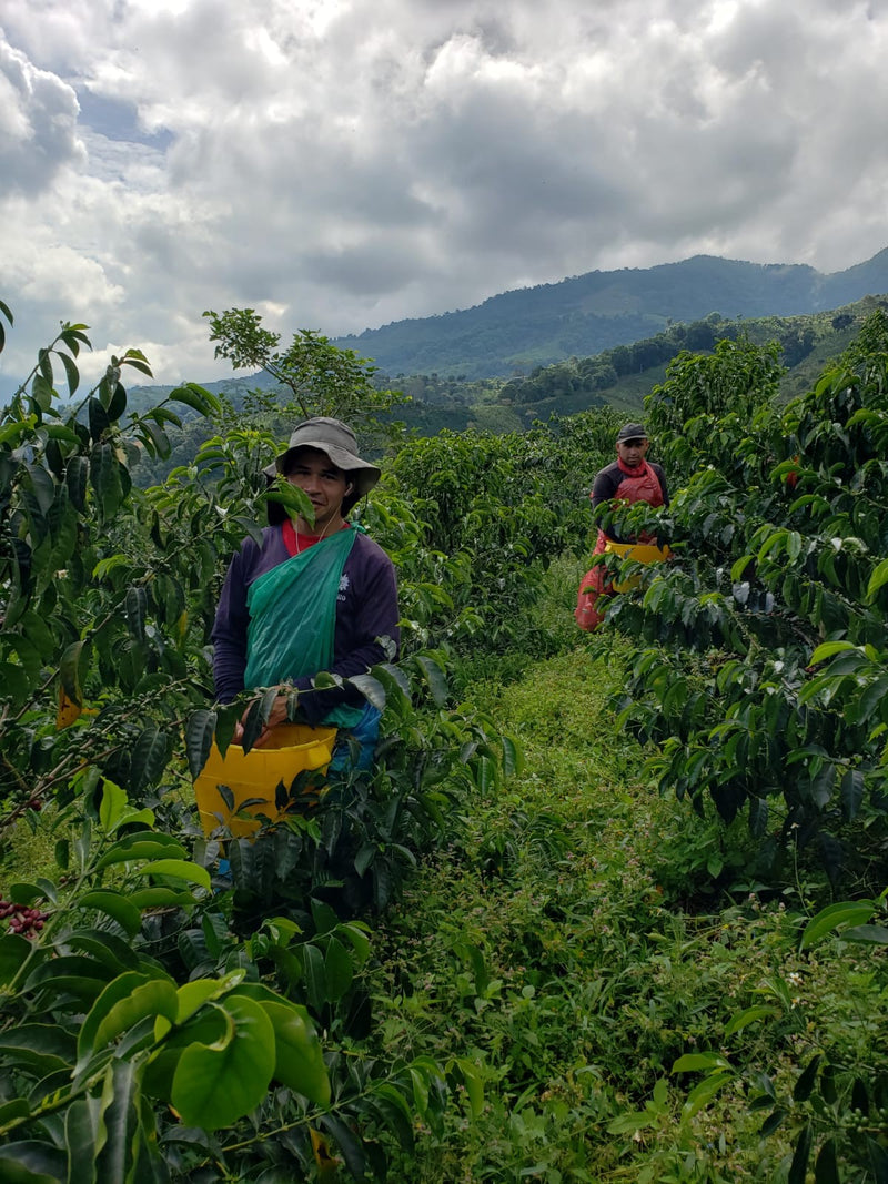 Colombia Huila Terraza Gesha Honey - 36001 - 70.9 kg GrainPro Bags - SPOT RCWHSE