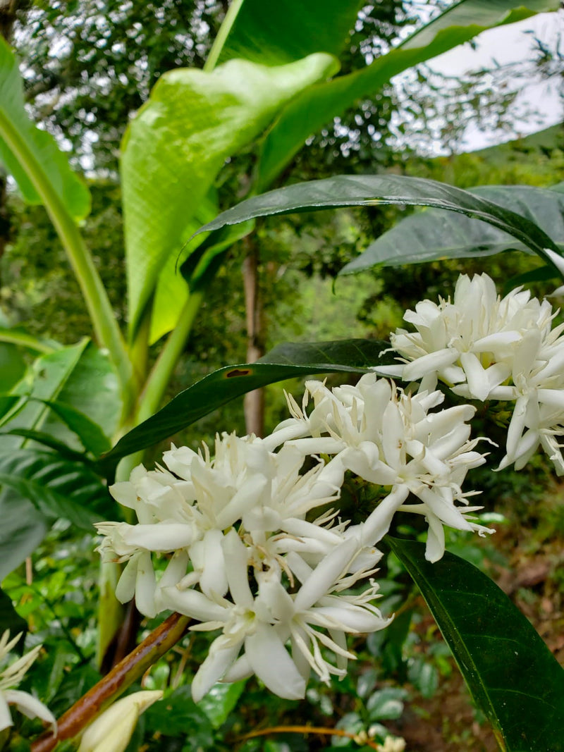 COLOMBIA ORGANIC HUILA LA TERRAZA STATE FARM LACTIC FERMENT CATURRA CHIROSO - 32705 - GrainPro Bags - SPOT RCWHSE