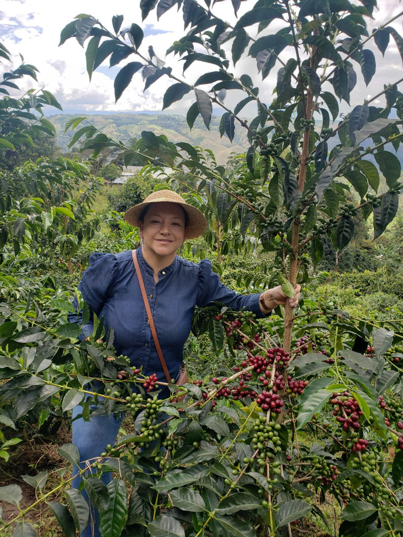 Colombia Huila Terraza Gesha - 32421 - 70.1 kg GrainPro Bags - SPOT RCWHSE