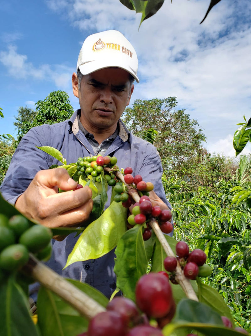 Colombia Huila Terraza Gesha - 32421 - 70.1 kg GrainPro Bags - SPOT RCWHSE