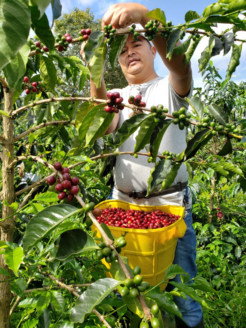 Colombia Huila Terraza Gesha - 32421 - 70.1 kg GrainPro Bags - SPOT RCWHSE
