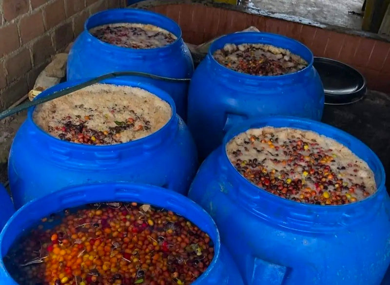 Colombia Huila Terraza Gesha - 32421 - 70.1 kg GrainPro Bags - SPOT RCWHSE