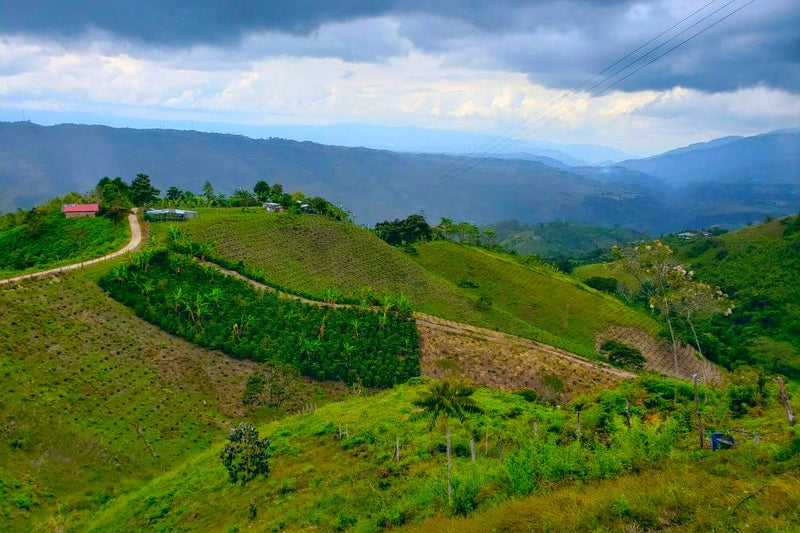 Colombia Huila Terraza Anaerobic Pink Bourbon - 29723 - GrainPro Bags - SPOT RCWHSE