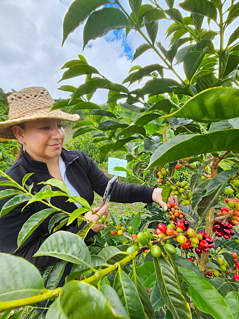 Colombia Huila Terraza SL-28 - 38868 - 70.3 kg GrainPro Bags - SPOT RCWHSE