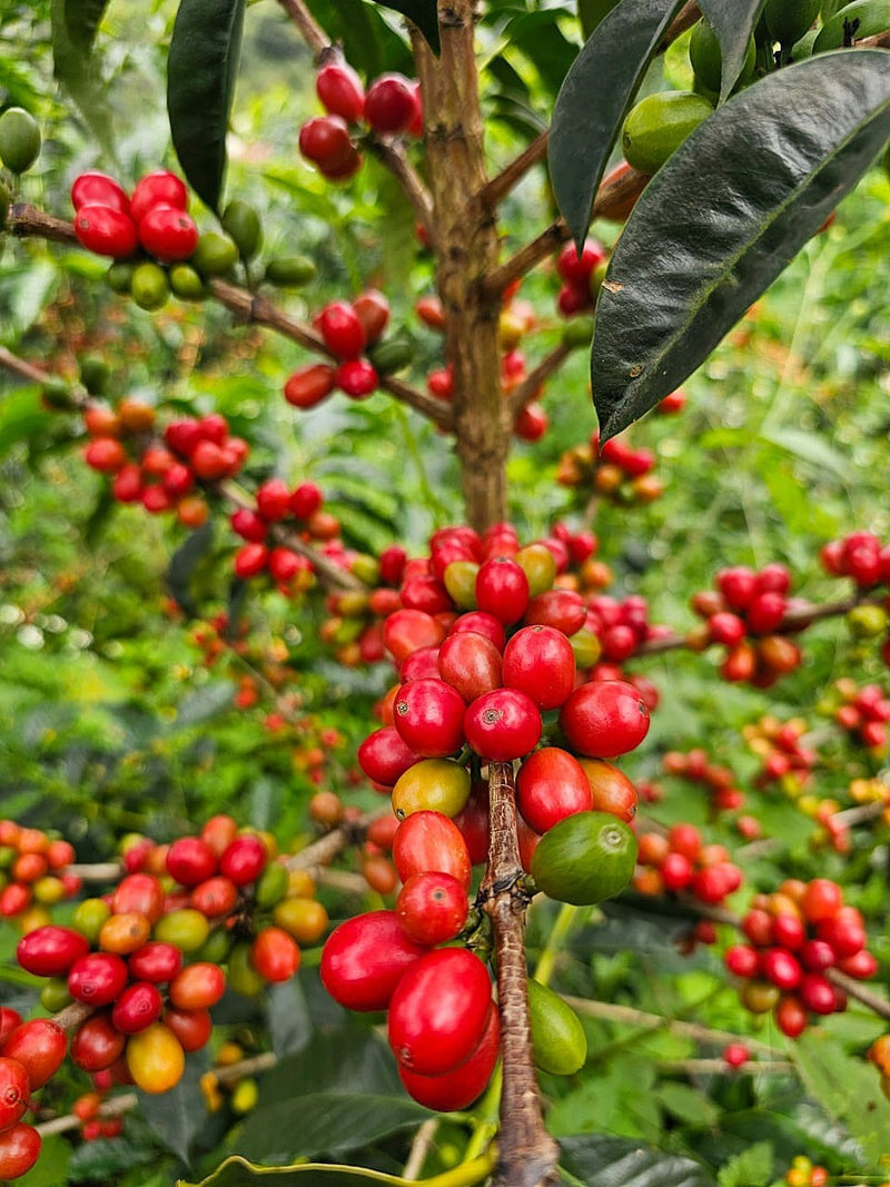 Colombia Huila Terraza SL-28 - 38868 - 70.3 kg GrainPro Bags - SPOT RCWHSE