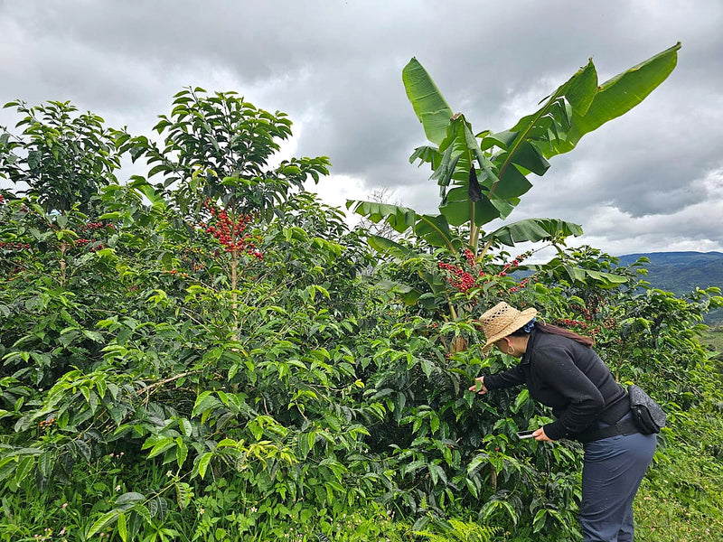 Crown Jewel Colombia Washed SL-28 Juliana Guevara & Wbeimar Lasso - 38868-1 - SPOT RCWHSE