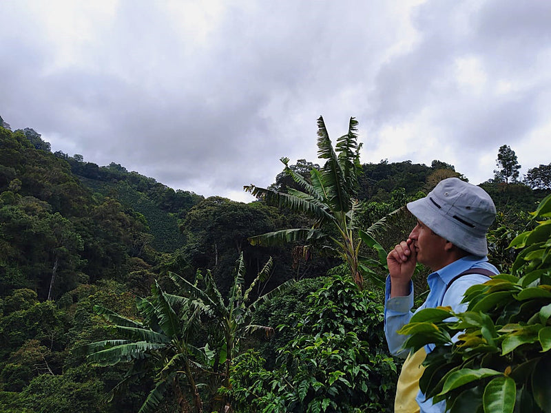 Colombia Huila Timana Castillo AA - Lot 389 - 34789 - 70.3 kg GrainPro Bags - SPOT RCWHSE