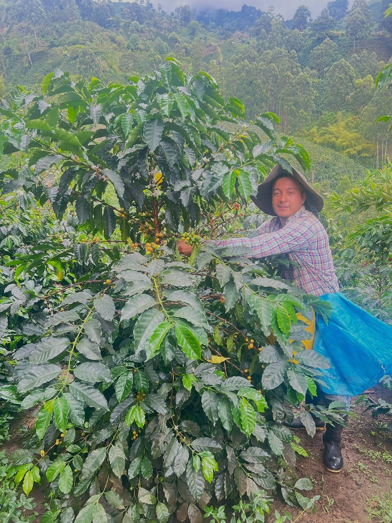 Colombia Huila Timana Castillo AA - Lot 389 - 34789 - 70.3 kg GrainPro Bags - SPOT RCWHSE