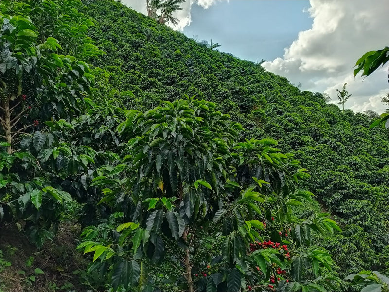 Colombia Huila Timana Castillo AA - 37931 - 70.0 kg GrainPro Bags - SPOT SEAFORTH