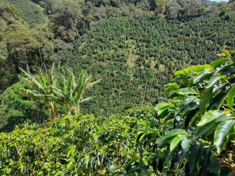 Colombia Huila Timana Castillo AA - 37931 - 70.0 kg GrainPro Bags - SPOT SEAFORTH