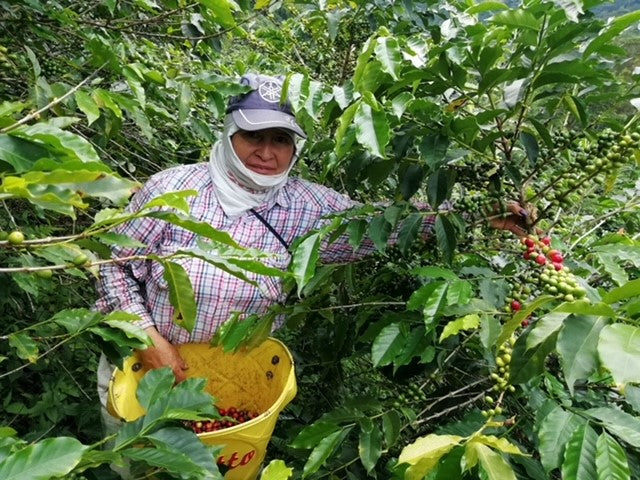 Colombia Huila Asprotimana Women's Coffee - 38836 - 69.9 kg GrainPro Bags - SPOT RCWHSE