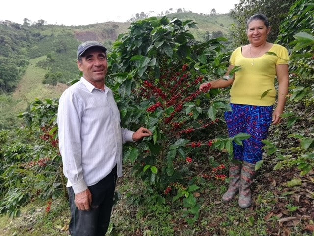 Colombia Huila Timana Women In Coffee - *50585* - 25796 - 70.1 kg GrainPro Bags - SPOT RCWHSE