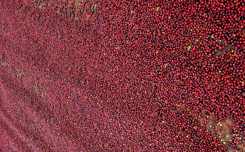 Ethiopia Sidama 3 Natural Daye Bensa - 33997-2 - GrainPro Bags - SPOT COMIDWEST