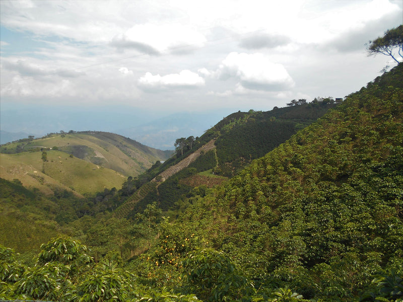 Colombia Huila Villa Fatima AA - *51422* - 24962 - GrainPro Bags - SPOT RCWHSE
