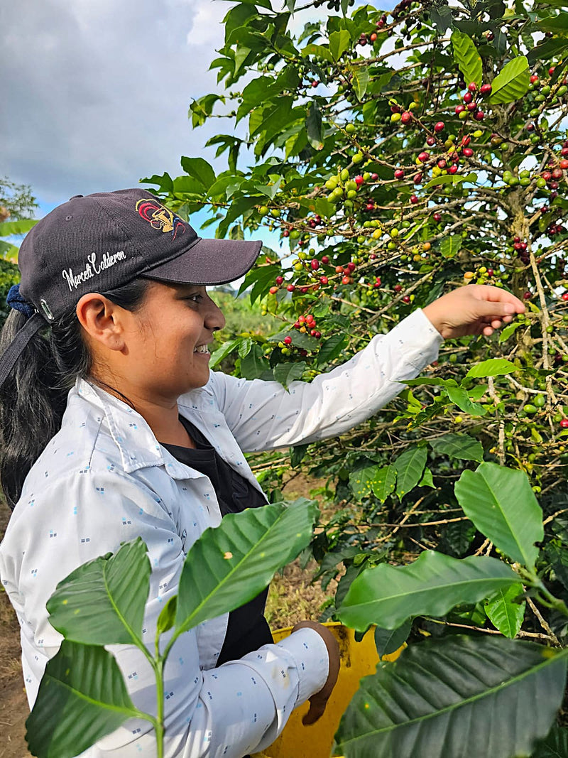 Colombia Huila Women's Coffee EP - 36011-4 - 69.6 kg GrainPro Bags - SPOT DUPUYHOU