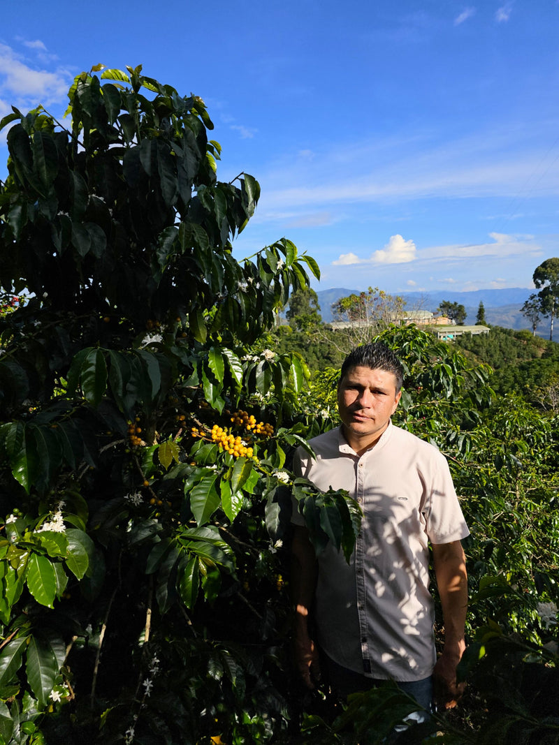 Colombia Huila Yellow Bourbon Double Fermentation - 36014-1 - 70.3 kg GrainPro Bags - SPOT COMIDWEST